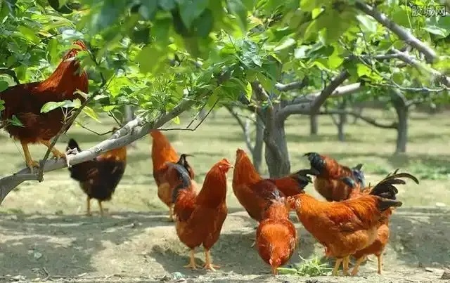抓住這個風(fēng)口，青龍帶你在農(nóng)村年入20萬不是夢！